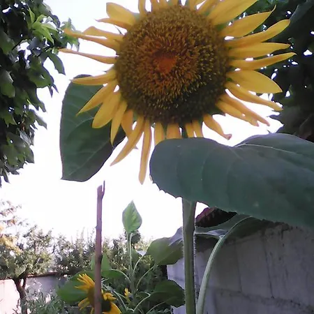 Frühstückspension Casa Iovara Telese